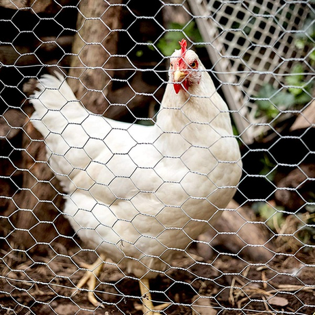 Chicken Wire Fence Mesh.jpg